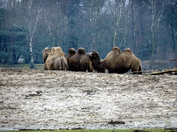 Camels at the Safaripark Beekse Bergen, viewed from the car during the Autosafari