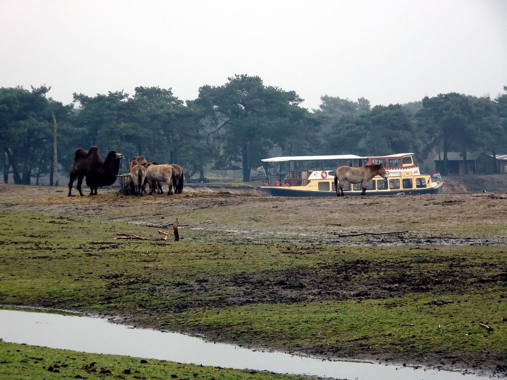 Camel, Przewalski`s Horses and safari boat at the Safaripark Beekse Bergen, viewed from the car during the Autosafari