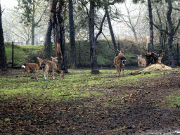 Nilgai at the Safaripark Beekse Bergen, viewed from the car during the Autosafari