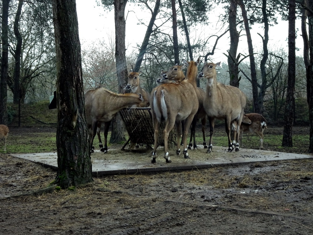 Nilgai at the Safaripark Beekse Bergen, viewed from the car during the Autosafari