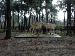 Nilgai at the Safaripark Beekse Bergen, viewed from the car during the Autosafari