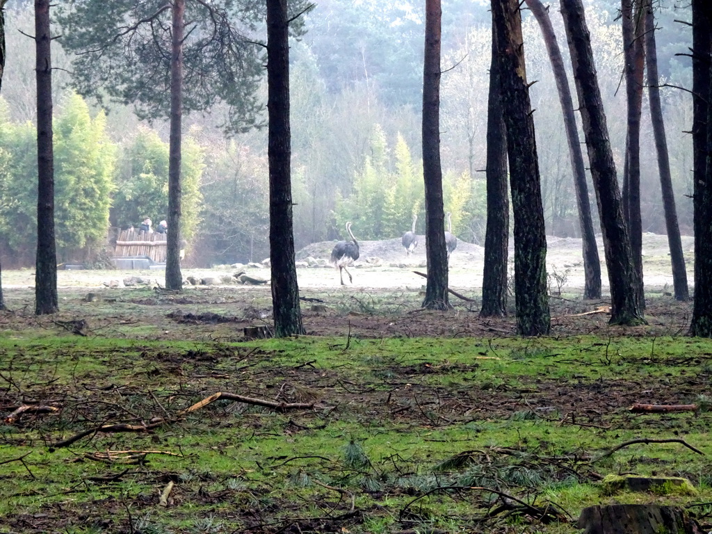 Ostriches at the Safaripark Beekse Bergen, viewed from the car during the Autosafari