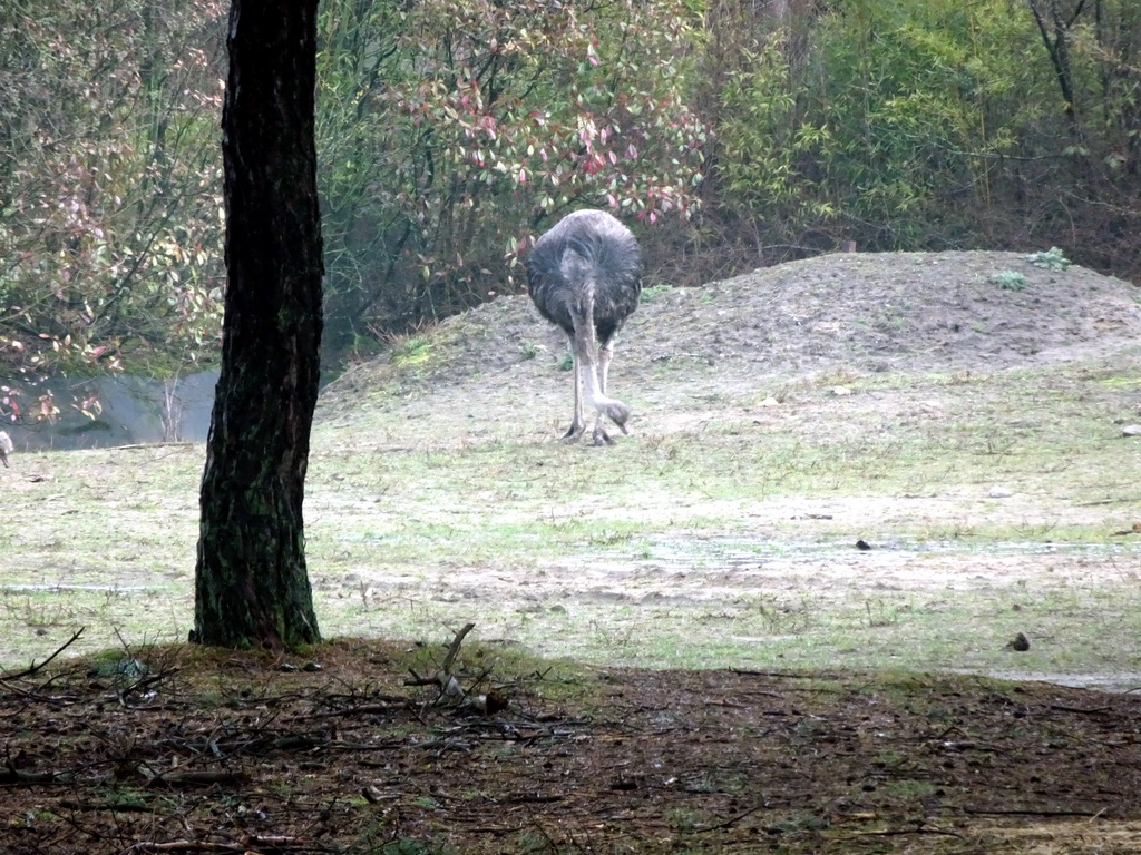 Ostrich at the Safaripark Beekse Bergen, viewed from the car during the Autosafari