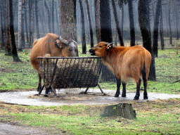 African Buffalos at the Safaripark Beekse Bergen, viewed from the car during the Autosafari