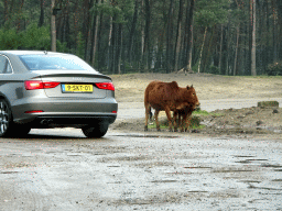 Zebus at the Safaripark Beekse Bergen, viewed from the car during the Autosafari