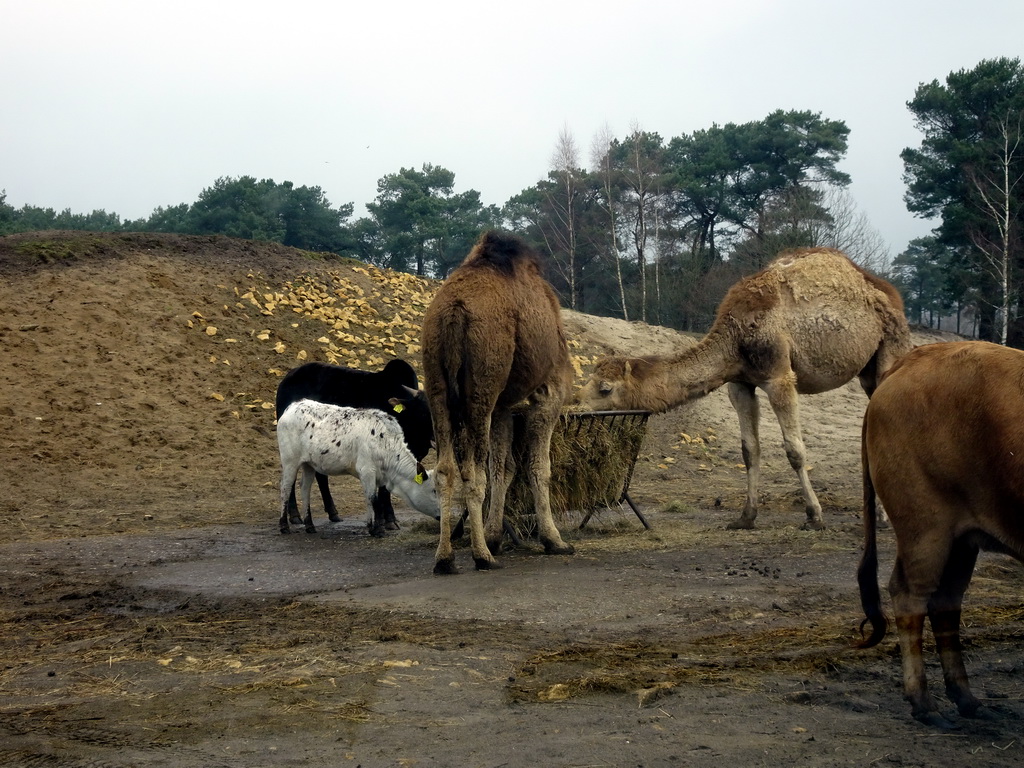 Dromedaries and Zebus at the Safaripark Beekse Bergen, viewed from the car during the Autosafari