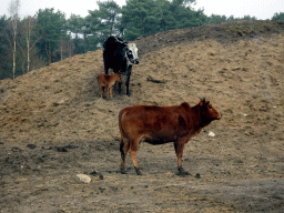 Zebus at the Safaripark Beekse Bergen, viewed from the car during the Autosafari