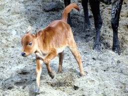 Zebu at the Safaripark Beekse Bergen, viewed from the car during the Autosafari