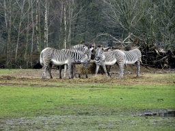 Grévy`s Zebras at the Safaripark Beekse Bergen, viewed from the car during the Autosafari