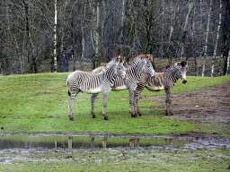 Grévy`s Zebras at the Safaripark Beekse Bergen, viewed from the car during the Autosafari