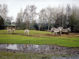 Grévy`s Zebras at the Safaripark Beekse Bergen, viewed from the car during the Autosafari