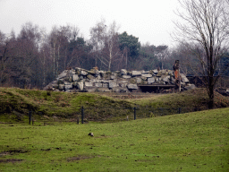 Hamadryas Baboons at the Safaripark Beekse Bergen, viewed from the car during the Autosafari