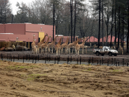 Rothschild`s Giraffes and holiday homes of the Safari Resort at the Safaripark Beekse Bergen, under construction, viewed from the car during the Autosafari