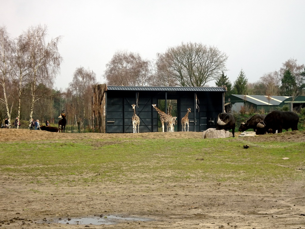 Rothschild`s Giraffes, Sable Antelopes and African Buffalos at the Safaripark Beekse Bergen, viewed from the car during the Autosafari