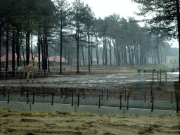 Rothschild`s Giraffe, Ostriches and holiday homes of the Safari Resort at the Safaripark Beekse Bergen, under construction, viewed from the car during the Autosafari