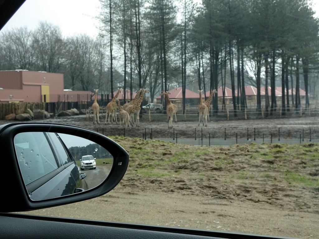 Rothschild`s Giraffes and holiday homes of the Safari Resort at the Safaripark Beekse Bergen, under construction, viewed from the car during the Autosafari