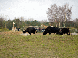 Rothschild`s Giraffes and African Buffalos at the Safaripark Beekse Bergen, viewed from the car during the Autosafari