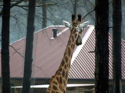 Rothschild`s Giraffe and holiday home of the Safari Resort at the Safaripark Beekse Bergen, under construction, viewed from the car during the Autosafari