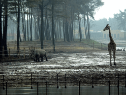 Rothschild`s Giraffe, Square-lipped Rhinoceros and holiday homes of the Safari Resort at the Safaripark Beekse Bergen, under construction, viewed from the car during the Autosafari