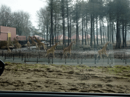 Rothschild`s Giraffes, Square-lipped Rhinoceroses and holiday homes of the Safari Resort at the Safaripark Beekse Bergen, under construction, viewed from the car during the Autosafari
