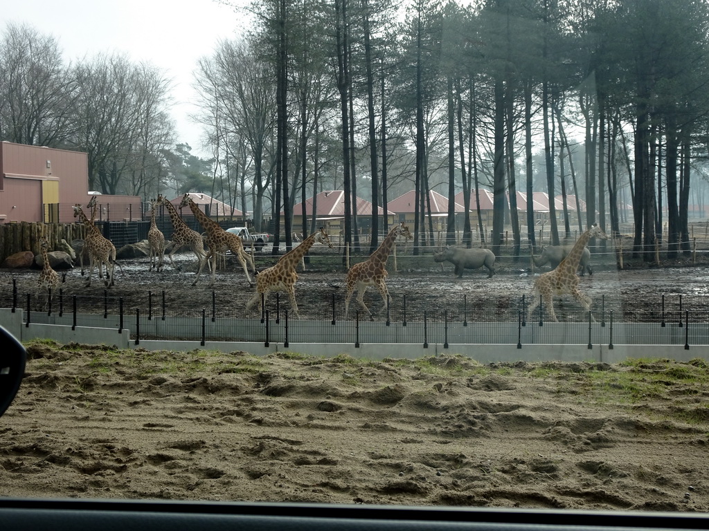 Rothschild`s Giraffes, Square-lipped Rhinoceroses and holiday homes of the Safari Resort at the Safaripark Beekse Bergen, under construction, viewed from the car during the Autosafari