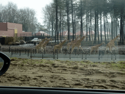 Rothschild`s Giraffes, Square-lipped Rhinoceroses and holiday homes of the Safari Resort at the Safaripark Beekse Bergen, under construction, viewed from the car during the Autosafari