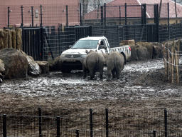 Square-lipped Rhinoceroses at the Safaripark Beekse Bergen, viewed from the car during the Autosafari