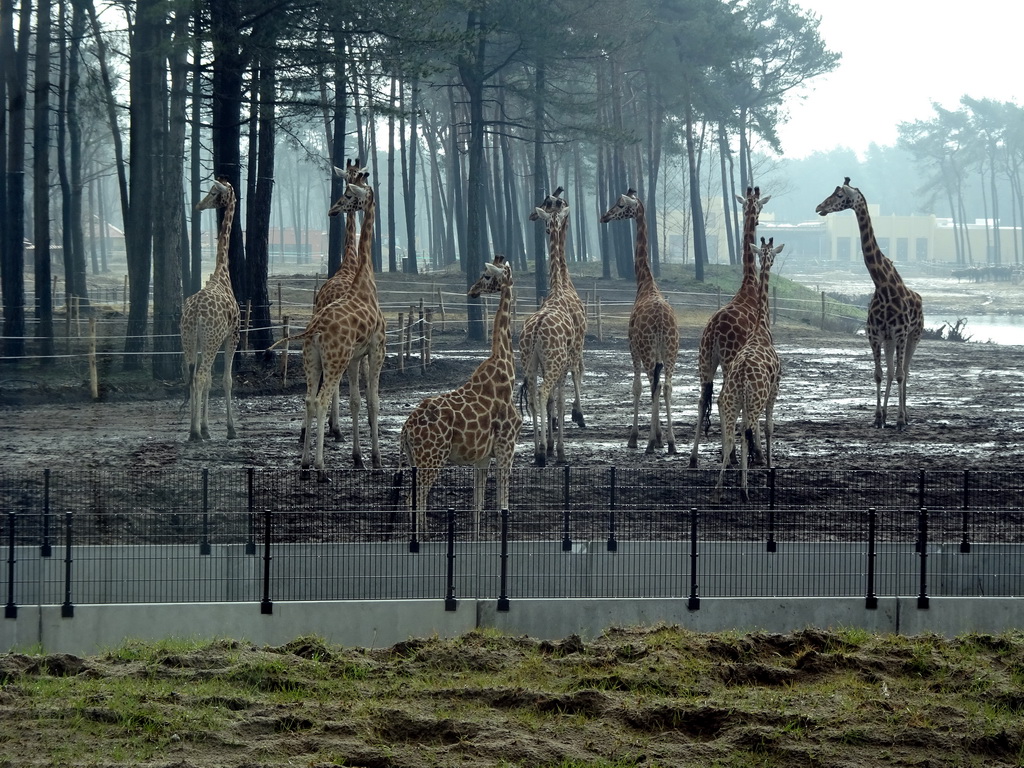 Rothschild`s Giraffes and holiday homes of the Safari Resort at the Safaripark Beekse Bergen, under construction, viewed from the car during the Autosafari