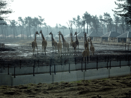 Rothschild`s Giraffes and holiday homes of the Safari Resort at the Safaripark Beekse Bergen, under construction, viewed from the car during the Autosafari
