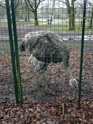 Ostrich at the Safaripark Beekse Bergen