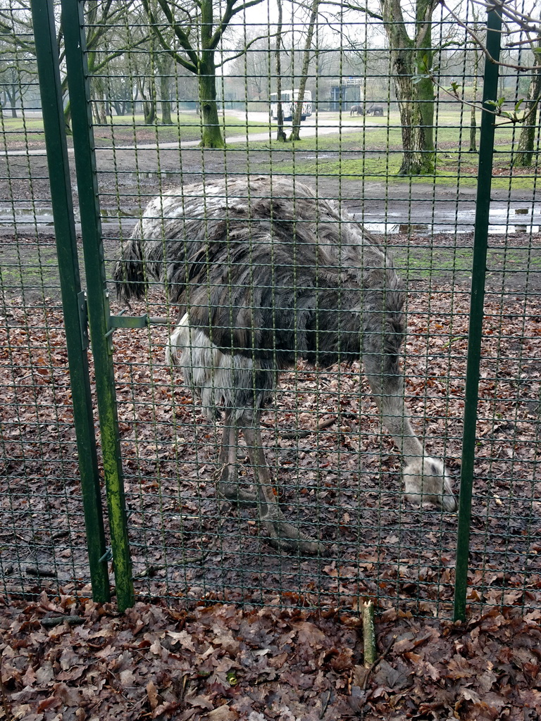 Ostrich at the Safaripark Beekse Bergen