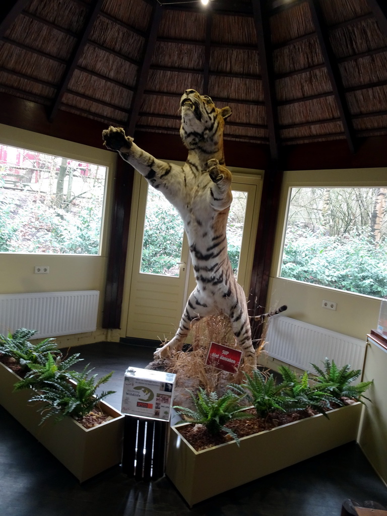 Stuffed Tiger in the Vriendenkraal building at the Safaripark Beekse Bergen