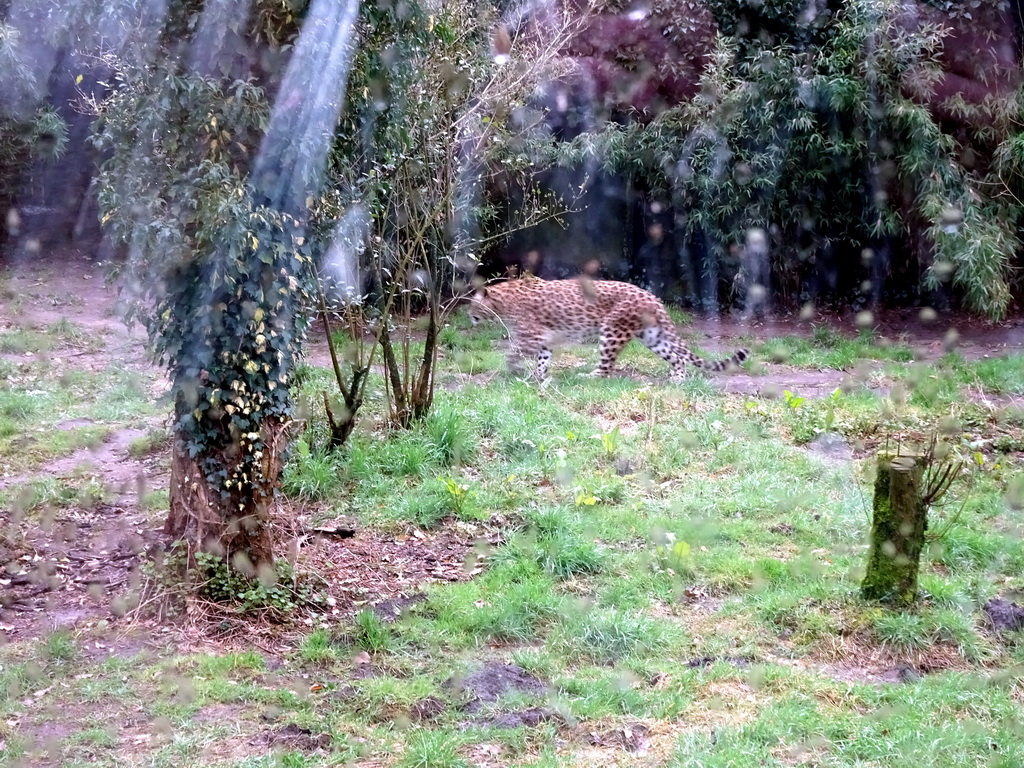 Leopard at the Safaripark Beekse Bergen