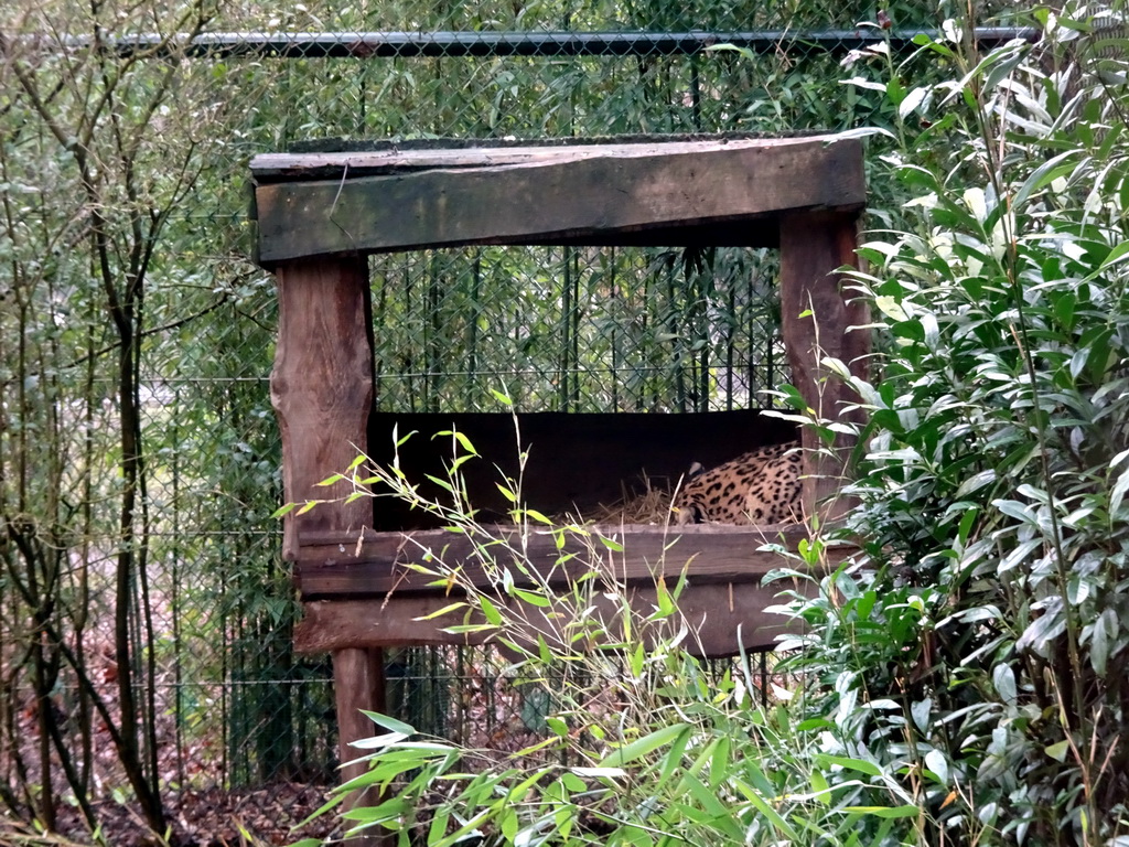 Leopard at the Safaripark Beekse Bergen