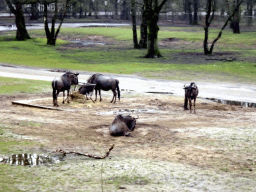 Blue Wildebeests at the Safaripark Beekse Bergen