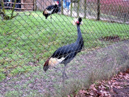 Black Crowned Cranes at the Wetland Aviary at the Safaripark Beekse Bergen