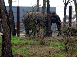 African Elephants at the Safaripark Beekse Bergen