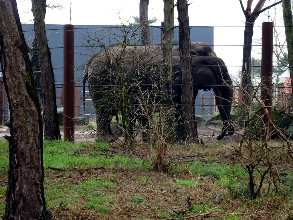 African Elephants at the Safaripark Beekse Bergen