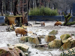 Red River Hogs at the Safaripark Beekse Bergen