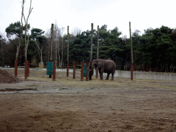 African Elephant at the Safaripark Beekse Bergen