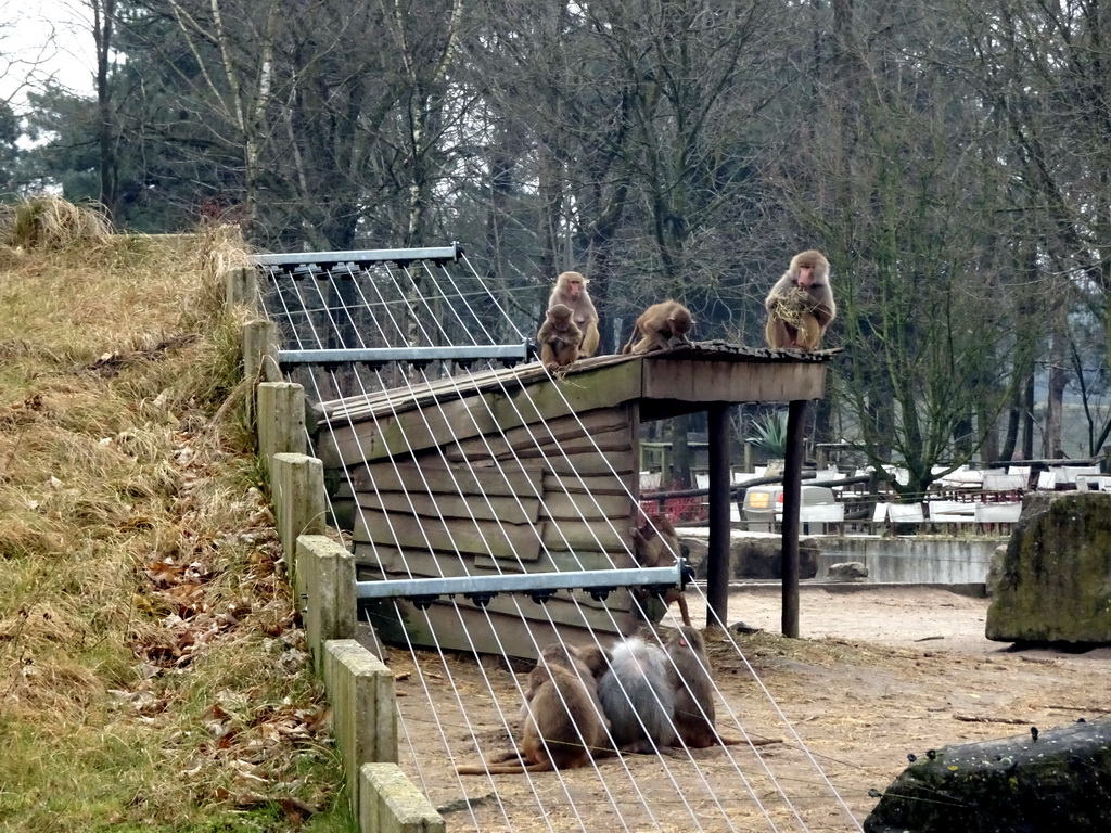 Hamadryas Baboons at the Safaripark Beekse Bergen