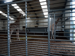 Rothschild`s Giraffes at the Safaripark Beekse Bergen