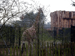 Rothschild`s Giraffe at the Safaripark Beekse Bergen