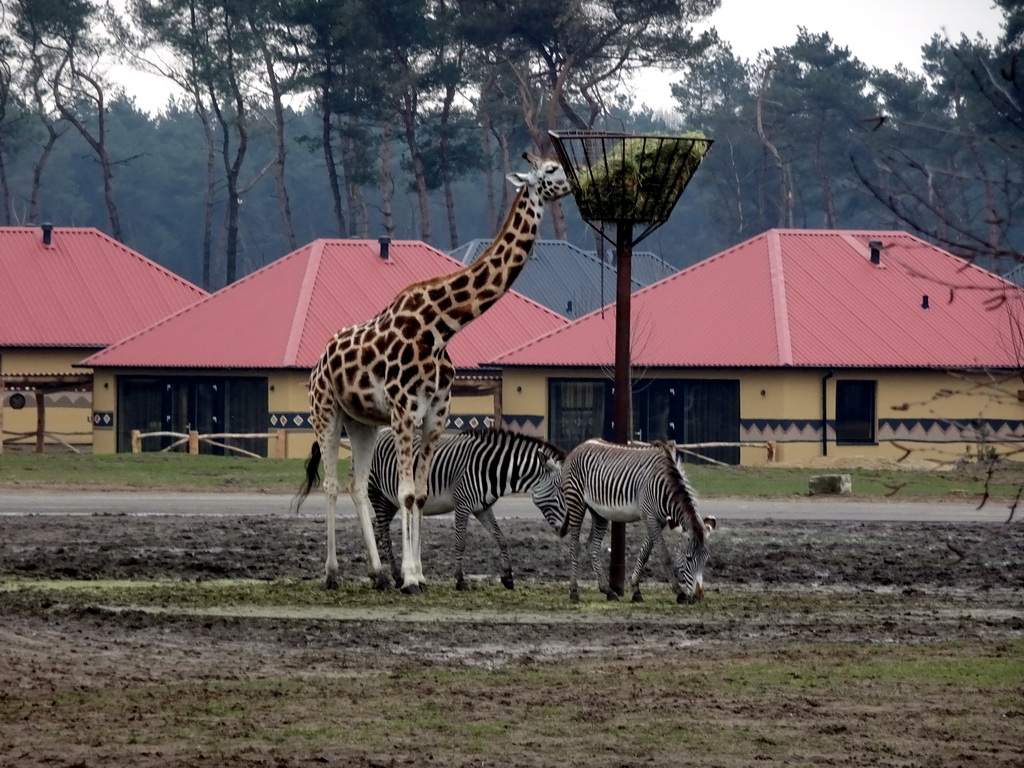 Rothschild`s Giraffe, Grévy`s Zebras and holiday homes of the Safari Resort at the Safaripark Beekse Bergen, under construction