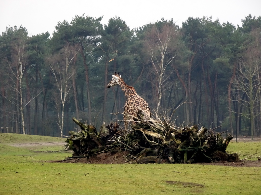 Rothschild`s Giraffe at the Safaripark Beekse Bergen