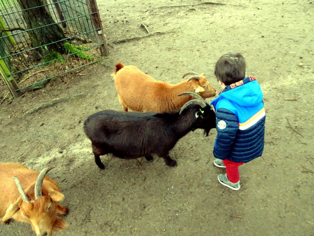 Max with Goats at the Petting Zoo at the Afrikadorp village at the Safaripark Beekse Bergen