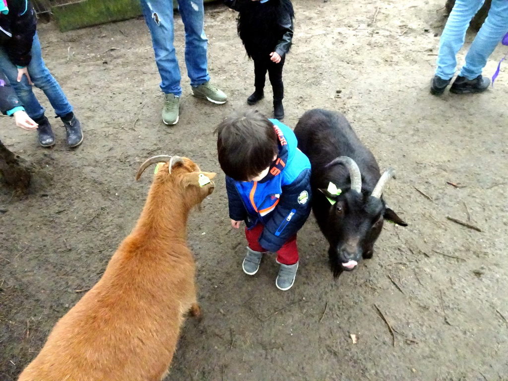 Max with Goats at the Petting Zoo at the Afrikadorp village at the Safaripark Beekse Bergen