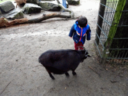Max with a Goat at the Petting Zoo at the Afrikadorp village at the Safaripark Beekse Bergen