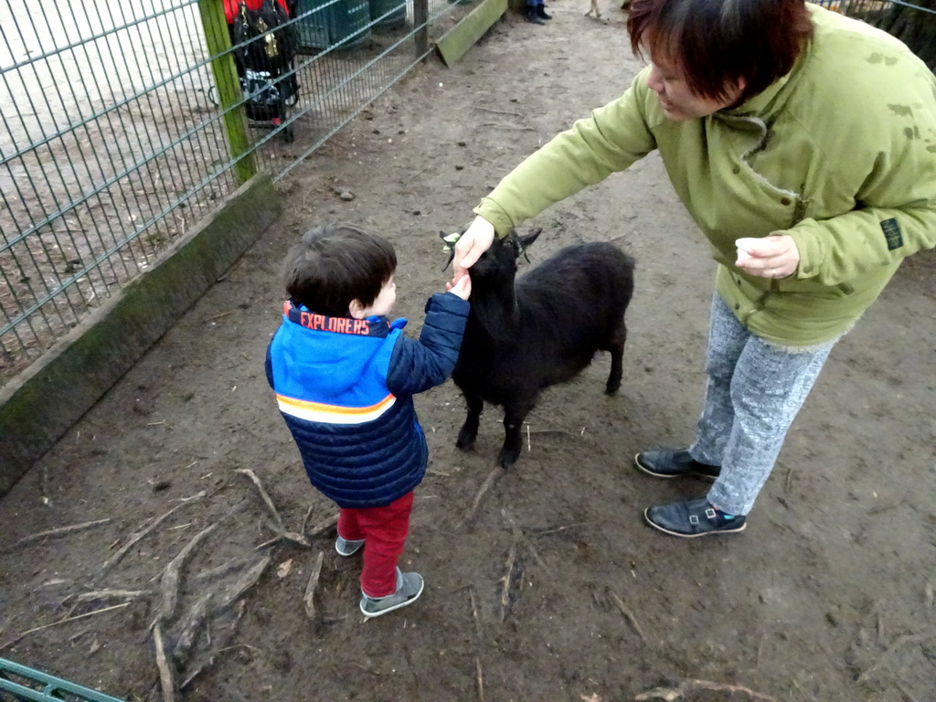 Miaomiao and Max with a Goat at the Petting Zoo at the Afrikadorp village at the Safaripark Beekse Bergen