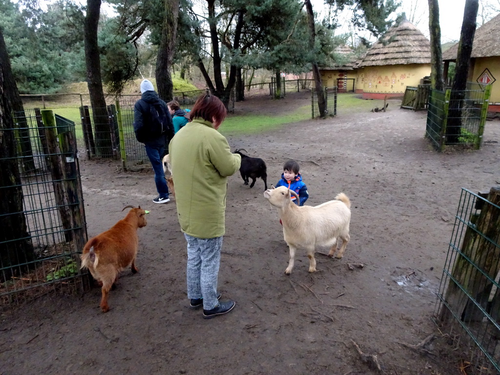 Miaomiao and Max with Goats at the Petting Zoo at the Afrikadorp village at the Safaripark Beekse Bergen